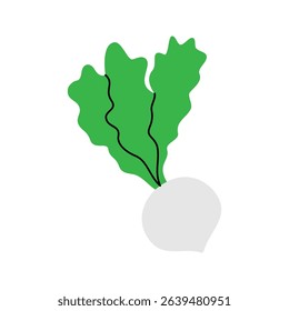 Fresh turnip. Organic vegetable. Vector illustration