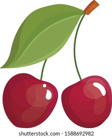 Fresh two pieces of cherry on white background - vector