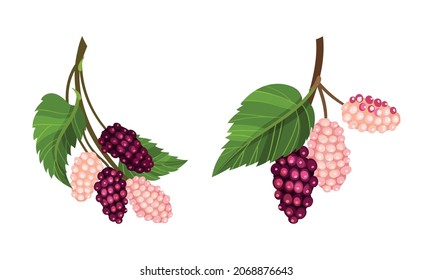 Fresh unripe grape bunches with green leaves set. Fresh grapes, wine ingredient, viticulture and agriculture organic product vector illustration