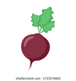 Fresh vector beets on a white background.