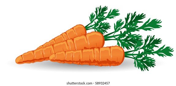 Fresh vector carrots with vibrant color ready for your design