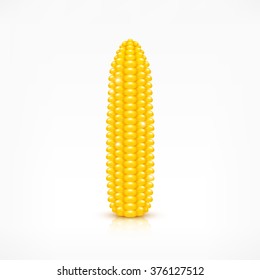 Fresh vector corn cob. Shiny golden yellow maize ear on white background.