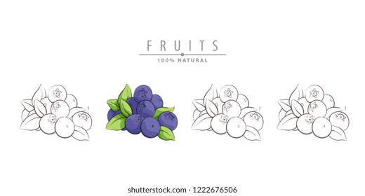 Fresh vector illustration of blueberry on white background