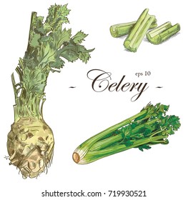 Fresh ?elery vector set with root, foliage and sticks 