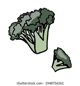 Fresh vegetable broccoli. Healthy food. Growing vegetables. Live vitamins. Summer vegetables.