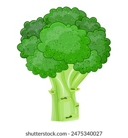 Fresh Vegetable broccoli isolated icon. broccoli for farm market, vegetarian salad recipe design. vector illustration in flat style