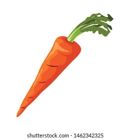 fresh vegetable carrot on white background