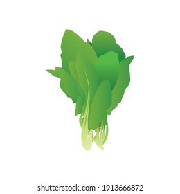 ilustración vegetal fresca, ilustración vectorial, fondo blanco
