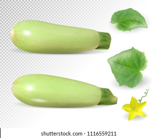Fresh vegetable marrow decorated with green leaf and flower. Realistic vector on transparent background, 3d illustration