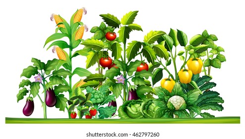 Fresh vegetable plants growing in the garden illustration