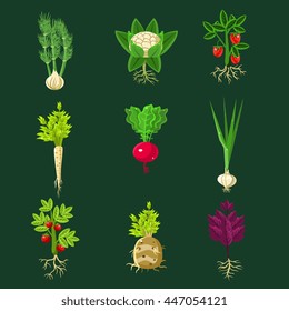 Fresh Vegetable Plants With Roots Collection