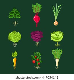 Fresh Vegetable Plants With Roots Set
