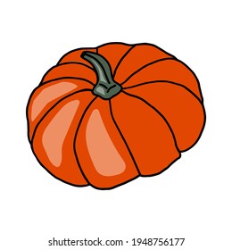 Fresh vegetable Pumpkin. Healthy food. Growing vegetables. Live vitamins. Summer vegetables.