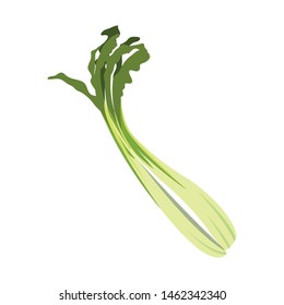fresh vegetable scallion on white background