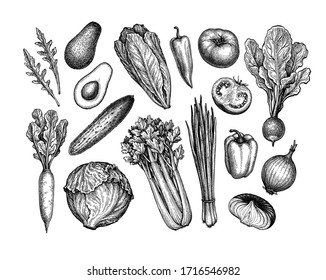 Fresh vegetables. Big set. Ink sketch collection isolated on white background. Hand drawn vector illustration. Retro style.
