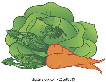 Fresh vegetables cabbage and carrots. Vector illustration.