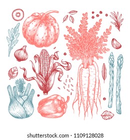 Fresh vegetables collection. Handsketched vintage vegetables. Line art illustration. Vector illustration