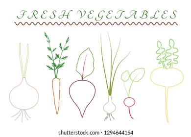 Fresh vegetables contours set carrot, onion, turnip and beet  vector illustration eps
