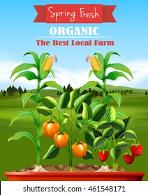 Fresh vegetables in the farm illustration