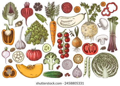 Fresh vegetables hand drawn collection