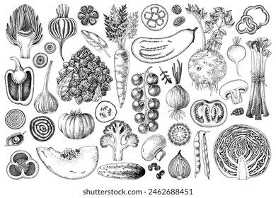 Fresh vegetables hand drawn collection