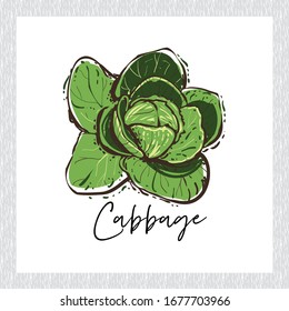 Fresh vegetables illustration: cabbage in digital watercolor style with sign. Isolated hand drawn element on white backdrop in light wooden frame.
