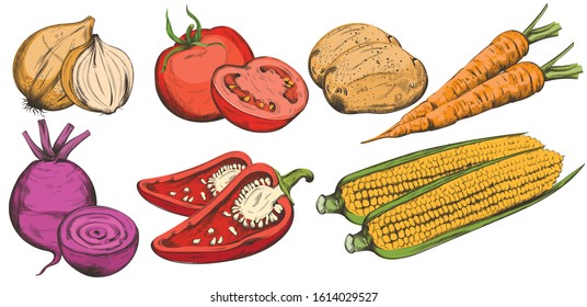 Fresh vegetables including onion, pepper, carrot, corn, tomatoes and beets. Menu template vector. White background