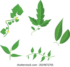 Fresh vegetables, only from the garden, with leafes. Small set clip-art