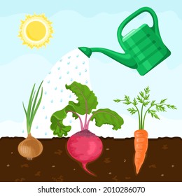 Fresh vegetables roots grow in the soil. Watering can irrigate the garden. Vector illustration in cartoon flat style.