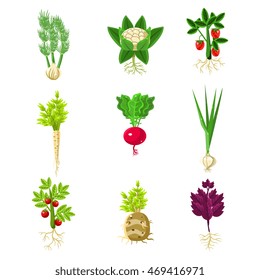 Fresh Vegetables With Roots Primitive Drawings Set