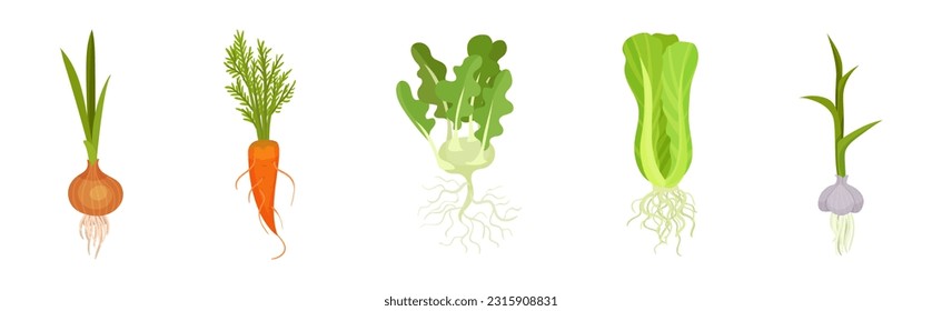 Fresh Vegetables with Rootstock and Top Leaves Vector Set