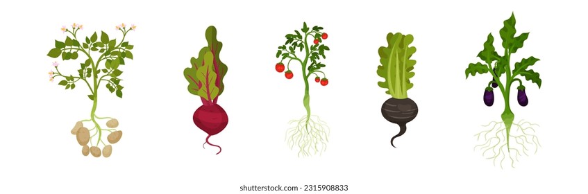 Fresh Vegetables with Rootstock and Top Leaves Vector Set