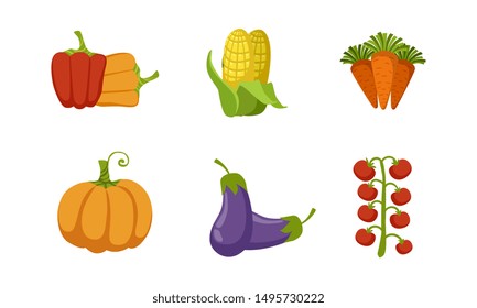 Fresh Vegetables Set, Pepper, Corn Cob, Carrot, Tomato, Eggplant, Pumpkin Vector Illustration