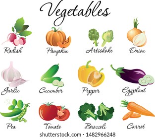 Fresh vegetables set vector illustration. Collection consists of Radish, pumpkin, artichoke, onion, garlic, cucumber, pepper, eggplant, pea, tomato broccoli, carrot. Isolated on white
