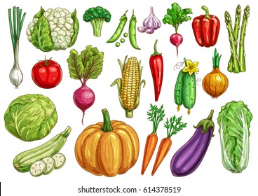 Fresh vegetables sketches. Tomato and carrot, pepper, onion and cabbage, broccoli and cucumber, potato, eggplant, garlic and asparagus, corn and radish, zucchini, cauliflower and pumpkin, beet and pea