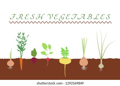 Fresh vegetables in the soil in the garden vector illustration: garlic, radish, carrot, onion, beet, turnip
