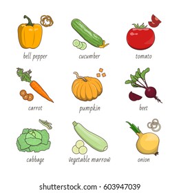 Fresh vegetables vector illustrations set on white background. Healthy food and kitchen topic. 