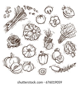 Fresh vegetables vector set can be used in organic store, restaurant menu, cooking book, organic farm template. Healthy diet hand drawn vector style illustration.