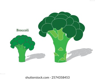 Fresh and Vibrant Broccoli vegetable.