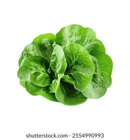 A fresh, vibrant green lettuce head showcasing its crisp leaves.