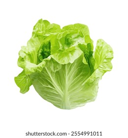 A fresh, vibrant head of lettuce, ideal for salads and healthy meals.