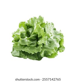 A fresh, vibrant head of lettuce, ideal for salads and healthy meals.