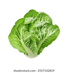 A fresh, vibrant head of romaine lettuce showcasing its leafy texture and color.