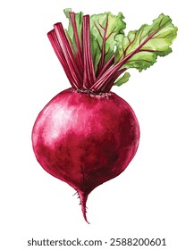 Fresh and vibrant watercolor illustration of a whole beetroot with lush green leaves and a sliced beetroot showing its beautiful concentric rings. Perfect for healthy eating, organic food, and natural