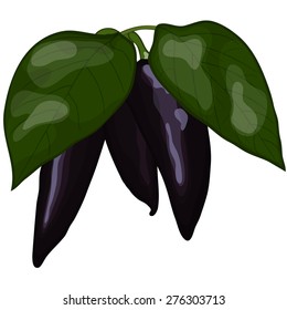 Fresh violet peppers. EPS 10 vector illustration with transparency.