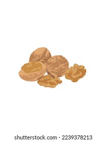 fresh walnut fruit object vector illustration