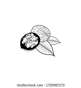 Nueces frescas, hojas y cáscara, ilustración vectorial.