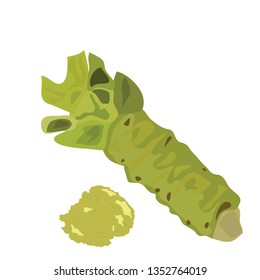 fresh wasabi root  isolated on white background- vector eps 10