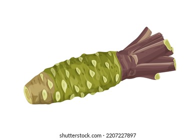 fresh wasabi root, raw wasabi for japanese food Condiments for sushi, sashimi - isolated on white on white background. vector illustration