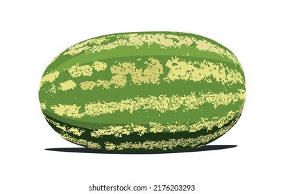 Fresh Watermelon, fruit. Object, food realistic vector illustration isolated on white background.